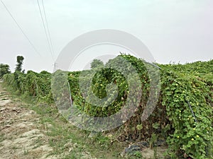 Momordica charantia, known asÃÂ bitter melon,ÃÂ bitter gourd,ÃÂ bitter squash, orÃÂ balsam-pear photo